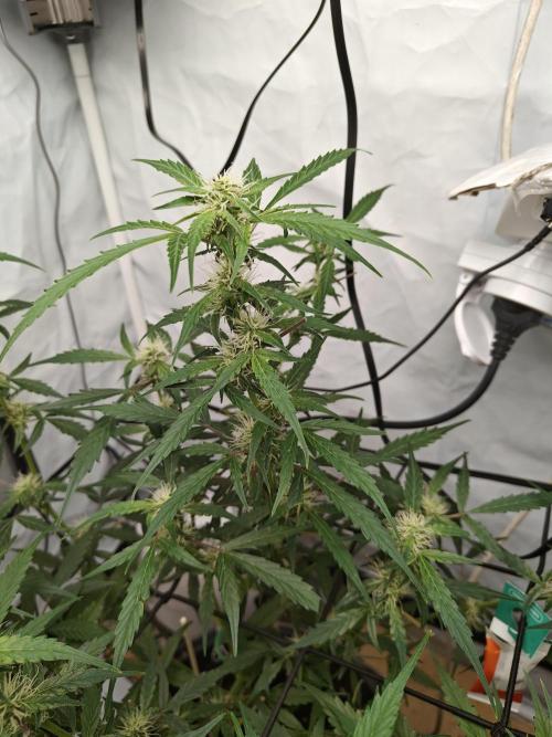 Durban poison auto. Week 8 - ♥️♥️♥️
