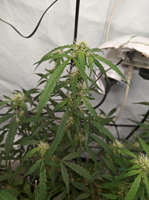 Durban poison auto. Week 8 - i hope the last one of ready for some water after work today - it will be the last time with nudes