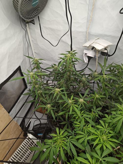 Durban poison auto. Week 8 - ...