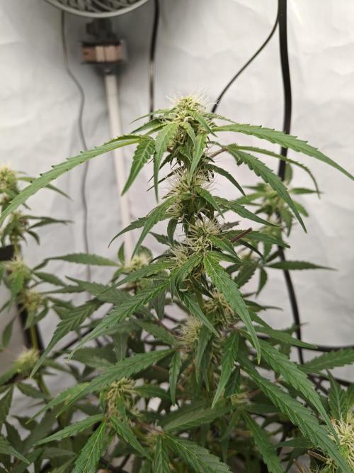 Durban poison auto. Week 8 - ...