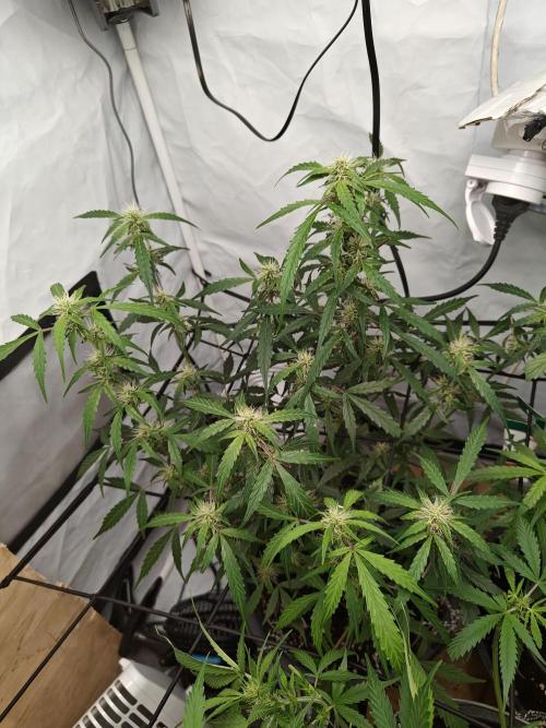 Durban poison auto. Week 8 - ...