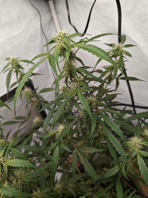 Durban poison auto. Week 8 - ...