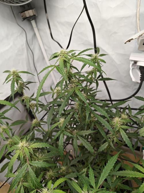 Durban poison auto. Week 8 - ...