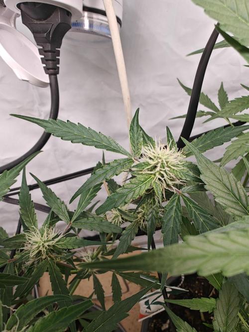 Durban poison auto. Week 8 - ...