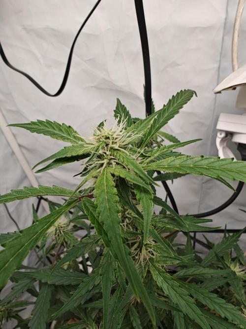 Durban poison auto. Week 8 - ...