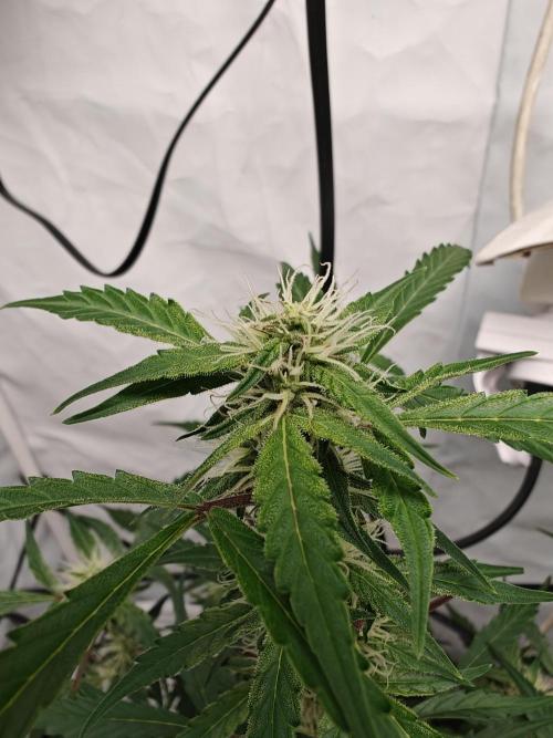 Durban poison auto. Week 8 - ...
