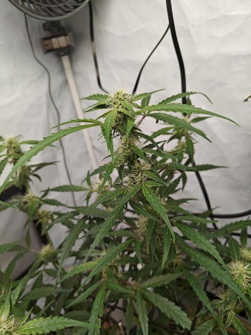 Durban poison auto. Week 8 - ...