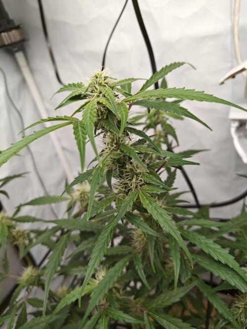Durban poison auto. Week 8 - ...
