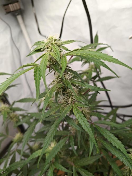 Durban poison auto. Week 8 - ...