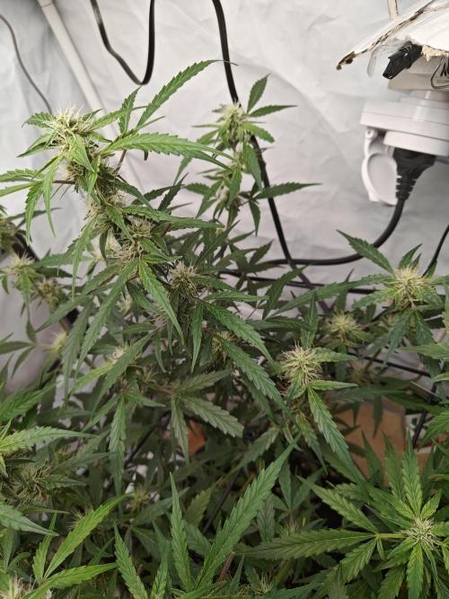 Durban poison auto. Week 8 - they are stalling me at this point
