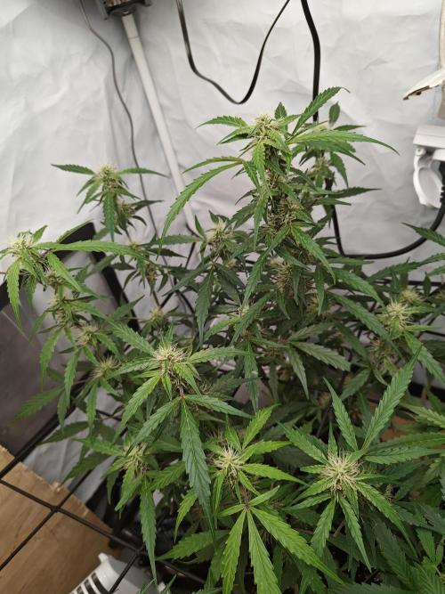 Durban poison auto. Week 8 - under developed