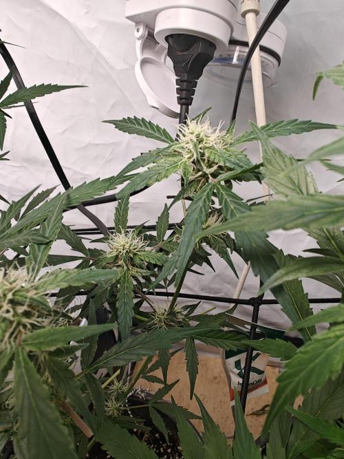 Durban poison auto. Week 8 - ....