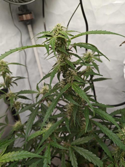 Durban poison auto. Week 8 - ...