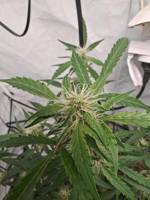 Durban poison auto. Week 8 - ...