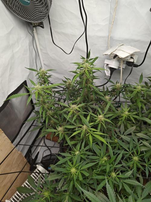 Durban poison auto. Week 9 - ...