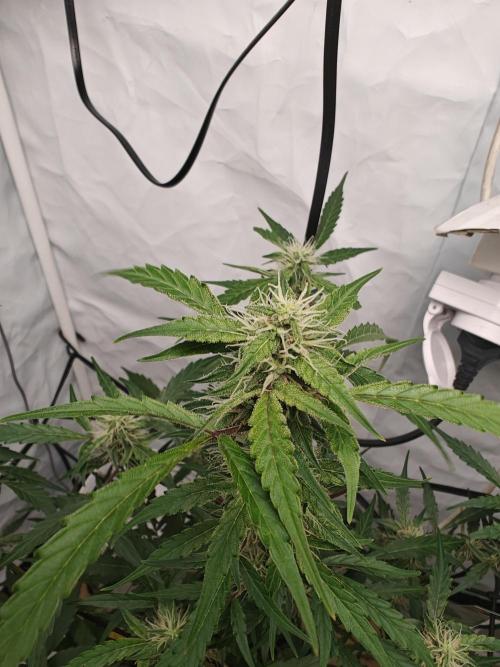 Durban poison auto. Week 9 - slowly turning brown.