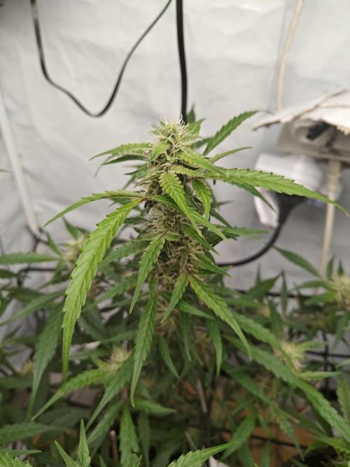 Durban poison auto. Week 9 - ...