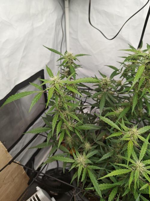 Durban poison auto. Week 9 - ...