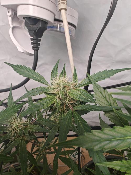 Durban poison auto. Week 9 - slowly turning brown and getting thicker