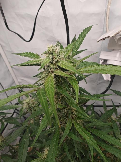 Durban poison auto. Week 9 - ...