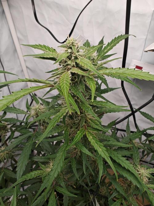 Durban poison auto. Week 9 - ...