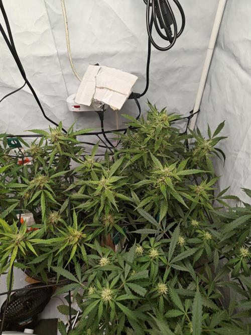 Durban poison auto. Week 10 - ...