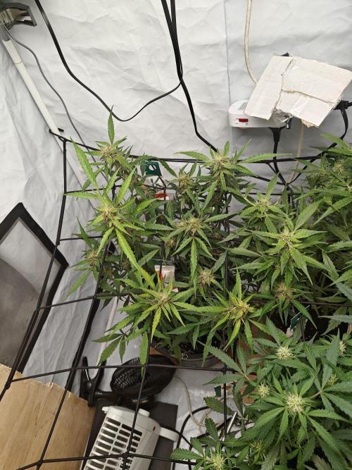 Durban poison auto. Week 10 - ...