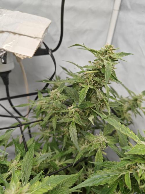 Durban poison auto. Week 10 - ...