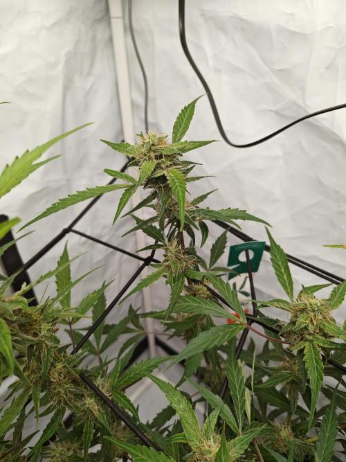 Durban poison auto. Week 10 - ...
