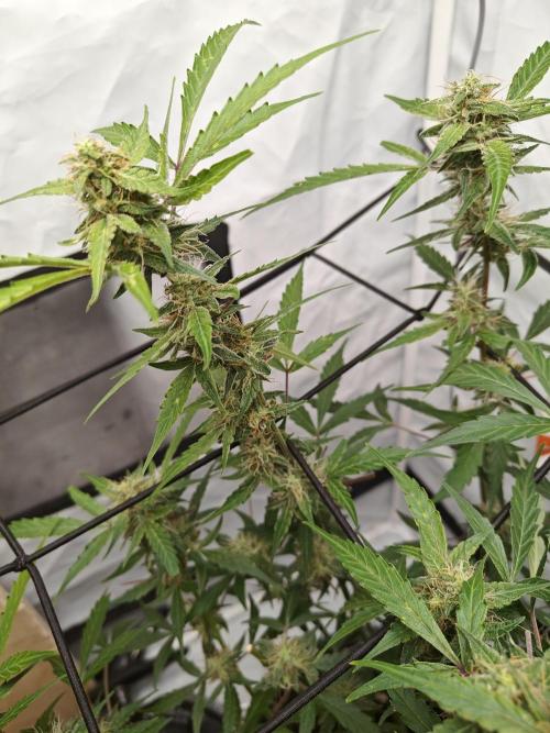 Durban poison auto. Week 10 - ...
