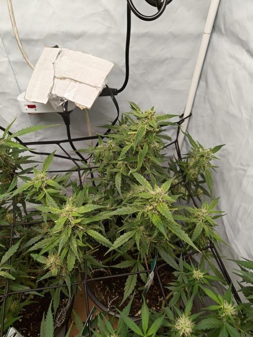 Durban poison auto. Week 10 - ...