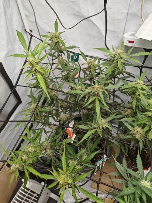 Durban poison auto. Week 10 - ...