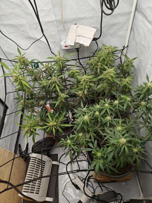 Durban poison auto. Week 10 - ...
