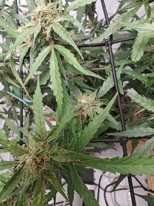 Durban poison auto. Week 10 - ...