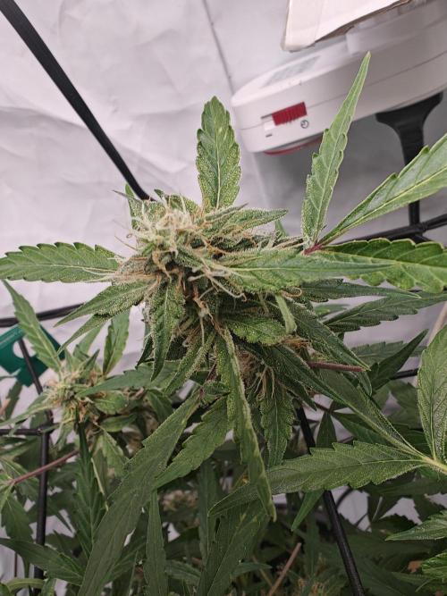 Durban poison auto. Week 10 - ...
