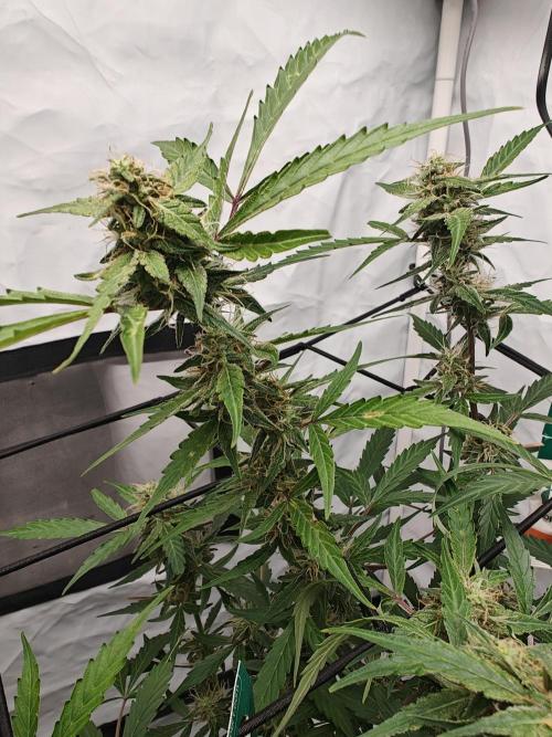 Durban poison auto. Week 10 - ...