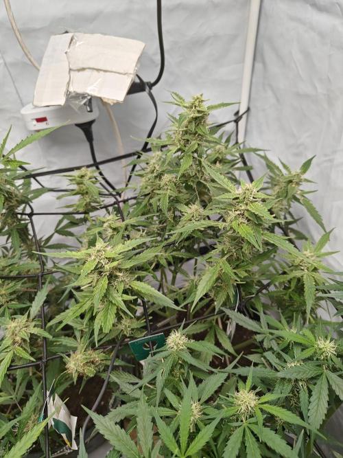 Durban poison auto. Week 10 - what a race - lets hope 2/3 is done within a month 🙏