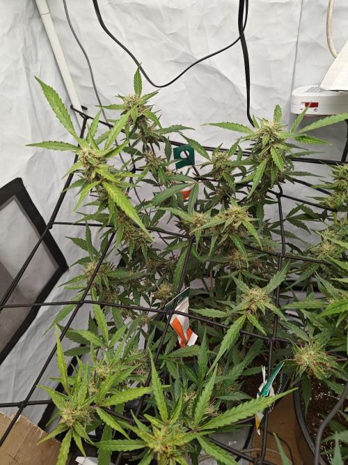 Durban poison auto. Week 10 - ...