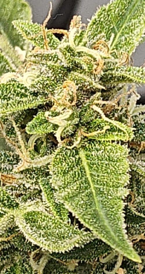Durban poison auto. Week 10 - looking good