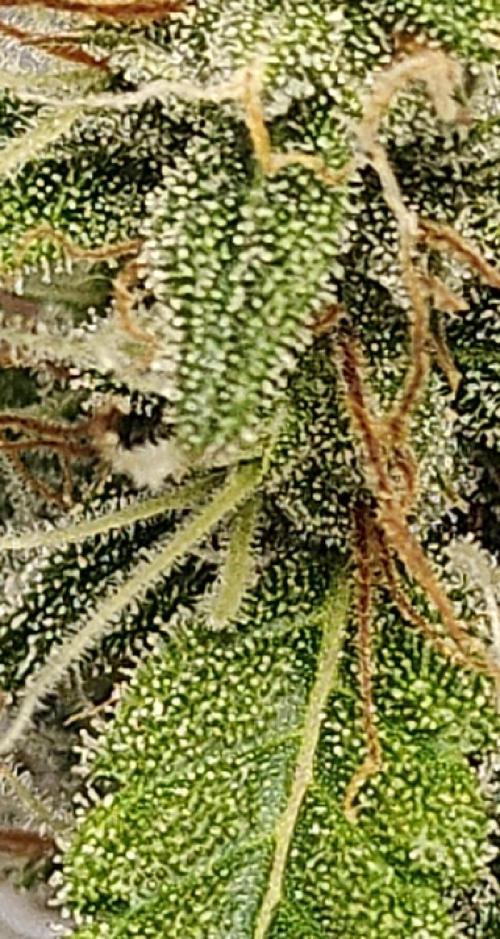 Durban poison auto. Week 10 - ooh mama