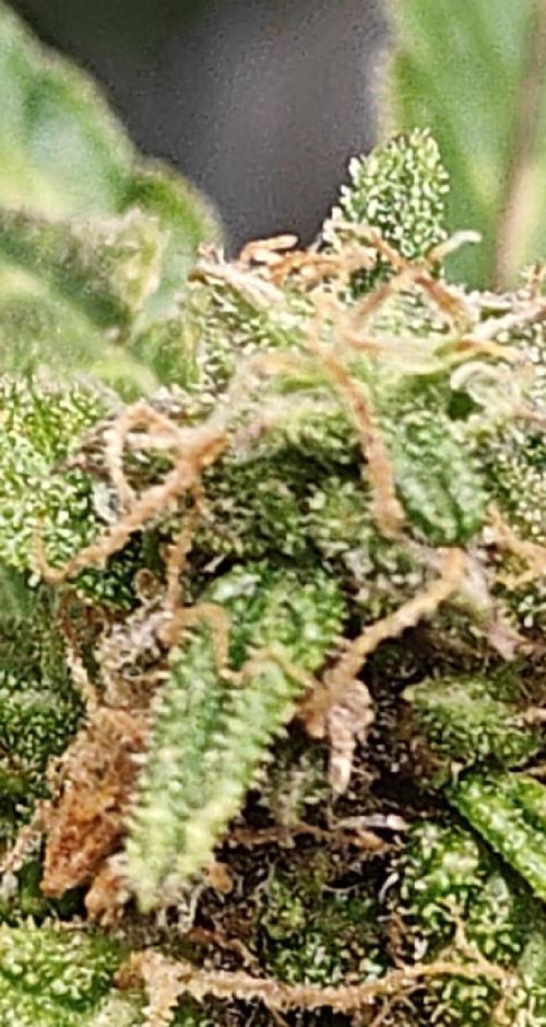 Durban poison auto. Week 10 - yes yes yes, getting ready to chip chip in a week or so