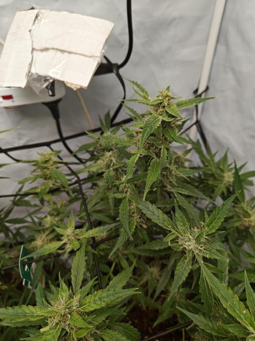 Durban poison auto. Week 10 - ...