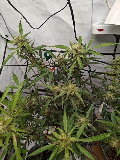 Durban poison auto. Week 10 - ...