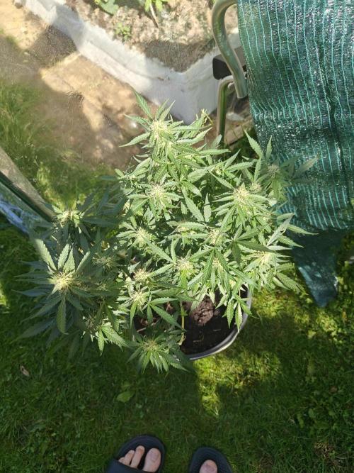Durban poison auto. Week 12 - they seem to love the outside, a little heat stress from the other day 29 celcius 😬