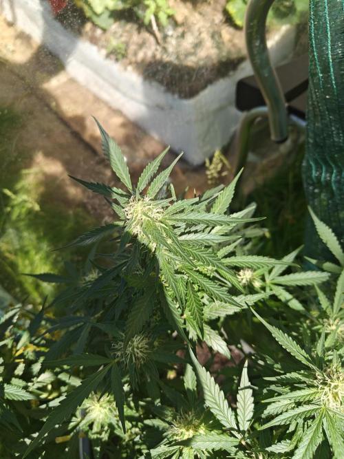 Durban poison auto. Week 12 - they seem to love it though