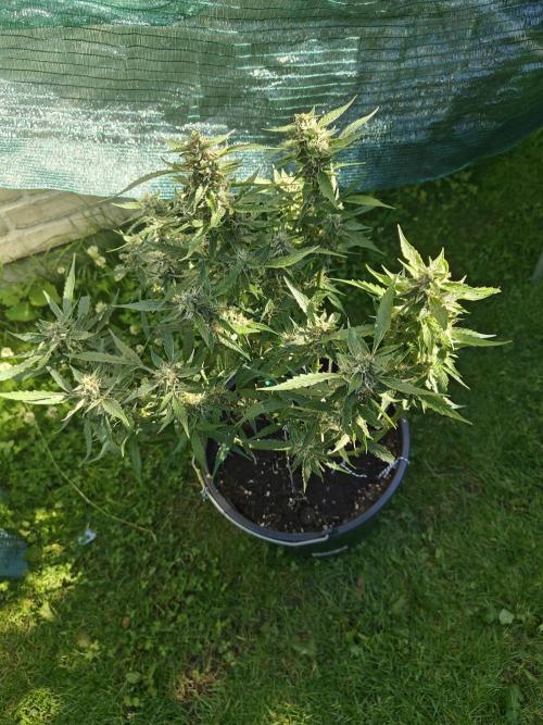 Durban poison auto. Week 12 - ...