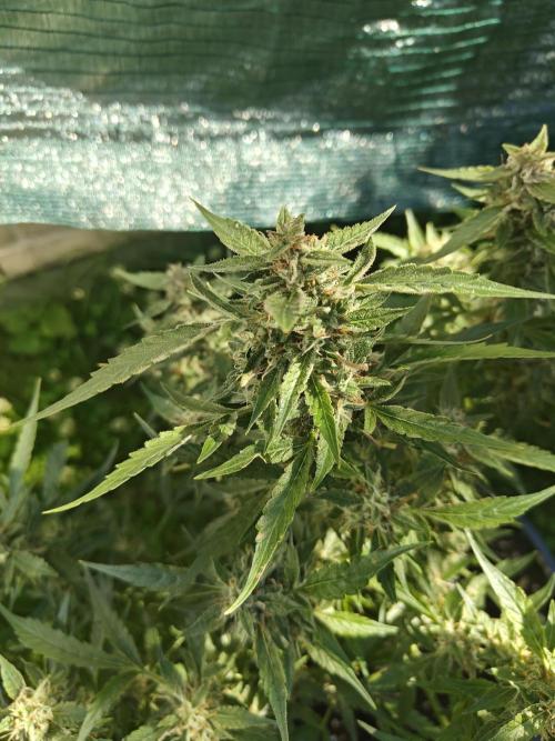 Durban poison auto. Week 12 - ...