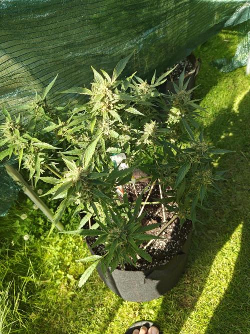 Durban poison auto. Week 12