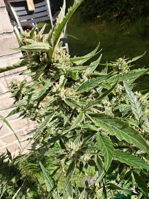 Durban poison auto. Week 12 - going on a little romantic getaway so the two plants has to enjoy some shade the next 4 days -