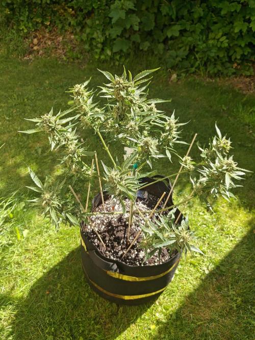 Durban poison auto. Week 12 - hopefully 1 will be ready for harvest when we get home- ish. and no rot 🙏🤞flush time